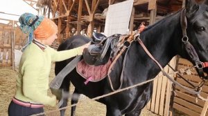 Чистка и седловка лошади / Как седлать лошадей / Чистка лошади Как надеть уздечку  Подготовка лошад