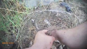 Спасаем РЫБУ из БРАКОНЬЕРСКИХ СЕТЕЙ идущую на НЕРЕСТ в полой. АСТРАХАНЬ.