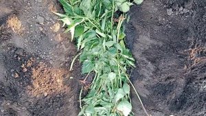 ЖИЗНЬ В ДЕРЕВНЕ/Новый СПОСОБ посева ОГУРЦОВ в открытый грунт.Сорт огурцов КУРАЖ.
