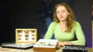 Общая характеристика класса насекомые | Биология ЦТ, ЕГЭ