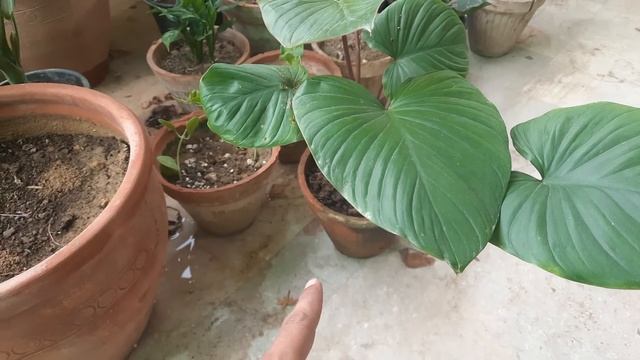 Nursery Visit | Bought New Indoor Plant "Homalomena Rubescens"