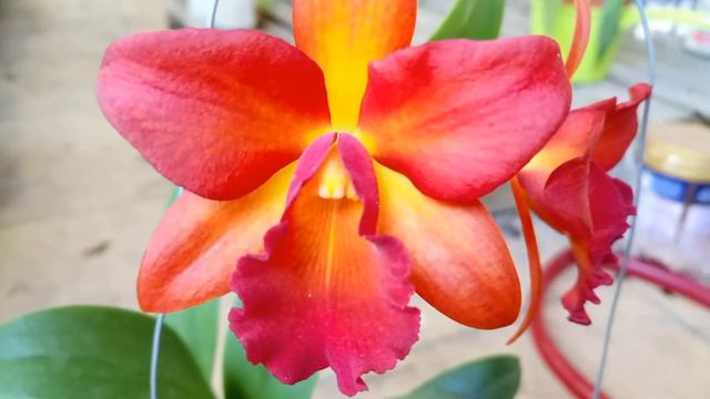 ORCHID CATTLEYA MINI RA HOA 09/07/2017 смотреть онлайн
