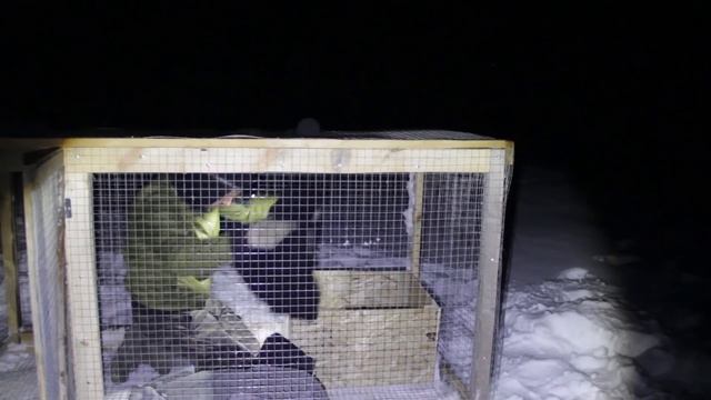 В Псковской области нашествие енотовидных собак! Он не выжил, поэтому пришлось сжечь в гусятнике. смотреть онлайн