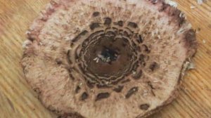 Зонтики жареные в кляре