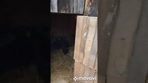 Зимнее содержание Венгерской Мангалицы, рождение щенят.все о Хозяйстве