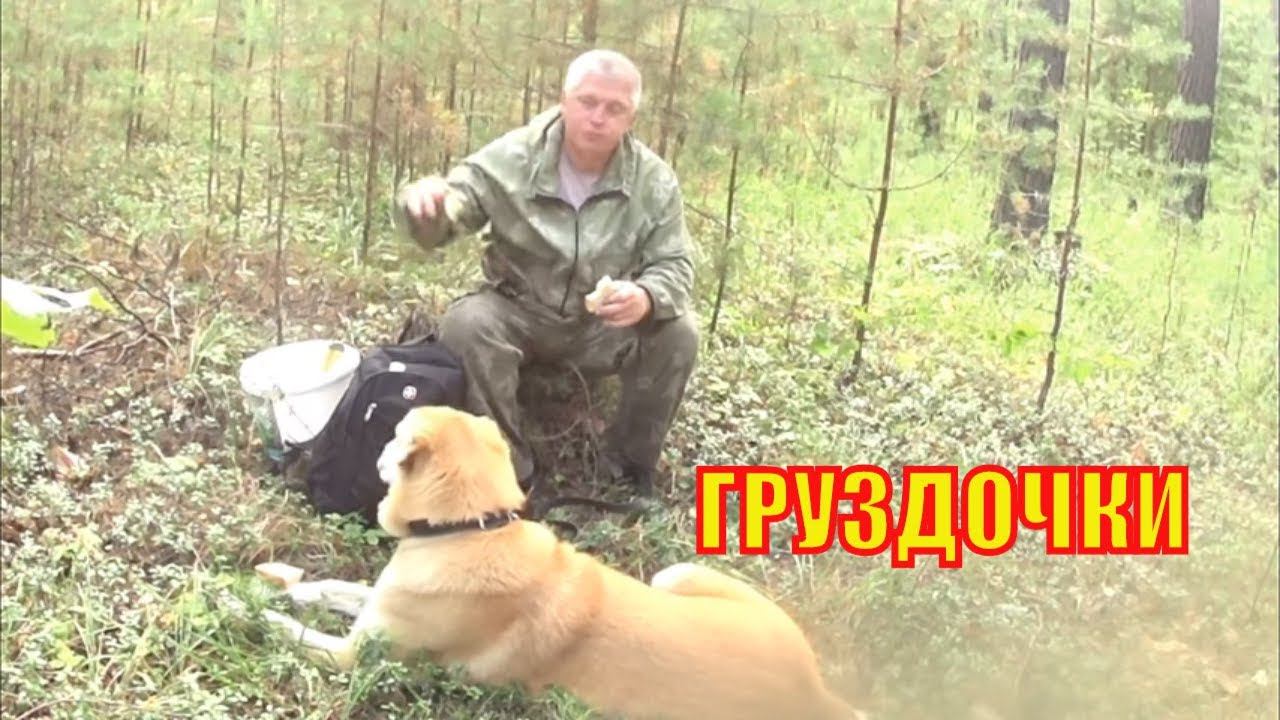 В ЛЕС ПО ГРИБЫ  ГРУЗДИ Деревенская жизнь Зауральского подворья