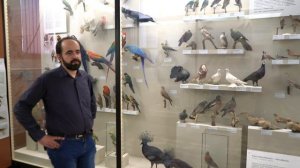 Птицы в грядущем мире. Музей «Гараж» в Зоологическом музее МГУ