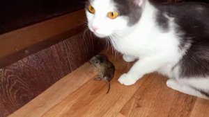 #кошка Аська поймала мышку ?