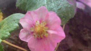 Огород на подоконнике