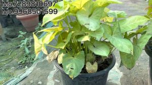 How to grow and care syngonium plant Hindi || Syngonium plant care and propagation