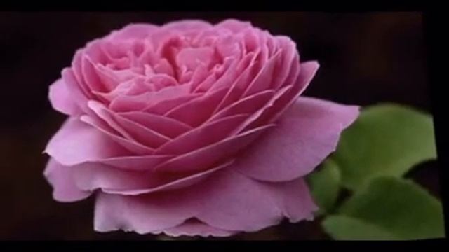 ТАНЕЦ ЦВЕТОВ ДЛЯ МАРИНЫ смотреть онлайн