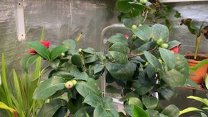 Камелия. Обязательные условия для роста и цветения .