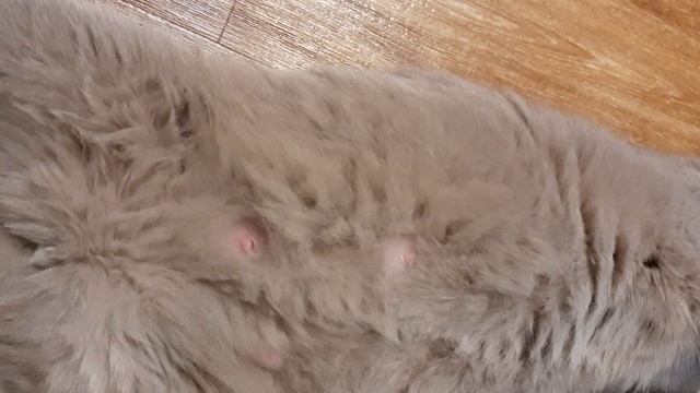 #142 Как шевелятся котята у кошки в животе (#британские #кошки #happy #cats #сара #sara) смотреть онлайн