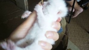 2-х дневный котёнок пытается покакать