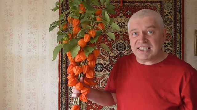 Видео про цветы декоративный физалис оранжевый, Геннадий Горин смотреть онлайн