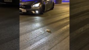 Infiniti Q70s Speed culture studio exhaust with z1 y-pipe