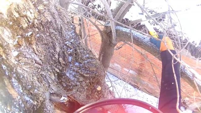 Клён ясенелистный над домом и проводами смотреть онлайн