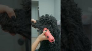 ГРУМИНГ ПУДЕЛЯ / СТРИЖКА В ВЕТЕРАНСКОМ СТИЛЕ / GROOM SCHOOL