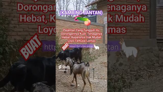 Kambing Jantan Berantem, Pejantan Tangguh itu Doronganya Kuat, Tenaganya Hebat, Gak Mudah Lemes Meme