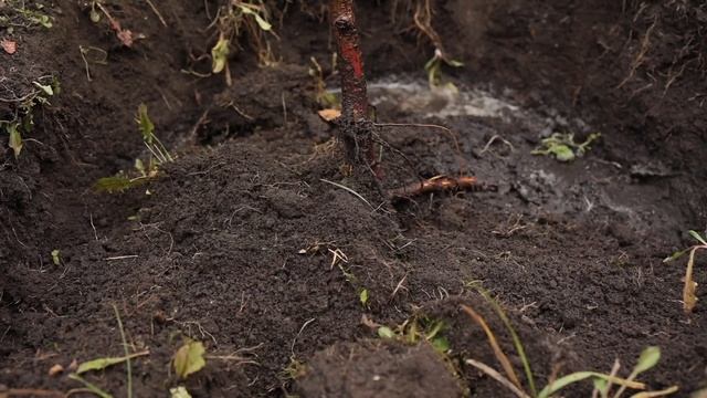Готовимся к зиме. Обработка сада осенью, подготовка к укрывным работам и сбор урожая.