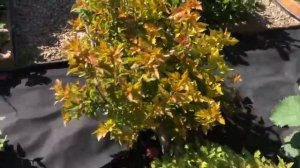 Сделала миксбордер чтобы закрыть огород и зону отдыха!