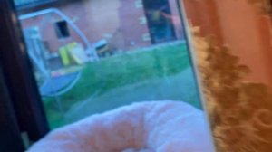 Puppies and Kittens are growing and every day they are more and more