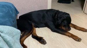 Содержание большой собаки в квартире ( Ротвейлер ),личный опыт и некоторые особенности .