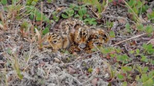 Кулик - лопатень вид на грани исчезновения