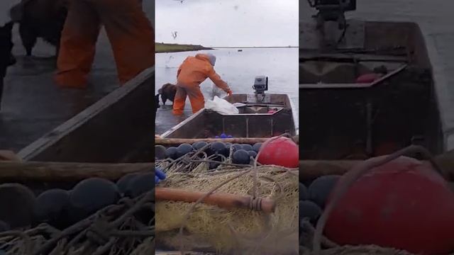 Рыбный промысел у Восточно-Сибирского моря. #рыба #охота #республикасаха #рыбаки #чир #якутия #омул