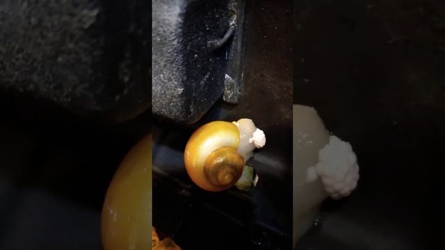 как рожают улитки ампулярии ? ????? смотреть онлайн