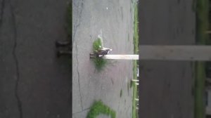 Фокстерьер и цвергшнауцер, прогулочка