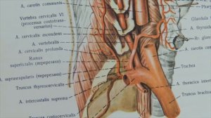 Короткие ветви плечевого сплетения. Подключичная и подмышечная артерии и вены