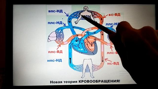 НОВАЯ классификация КРОВЕНОСНЫХ сосудов! Палыга Н.И. смотреть онлайн