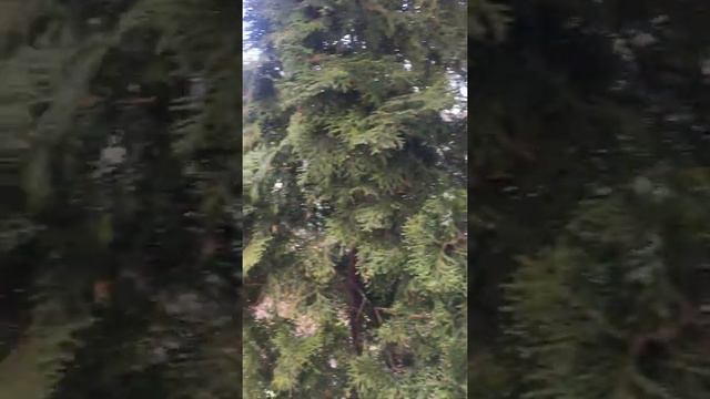 Живая изгородь из туи Колумна