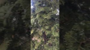 Живая изгородь из туи Колумна