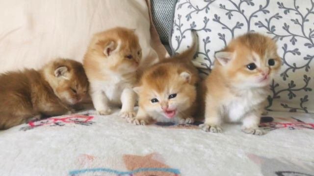 🧡🧡🧡КОТЯТАМ ЗОЛОТАЯ ШИНШИЛЛА🙀😻🤩2 НЕДЕЛИ,❤️ЗЛАТА.