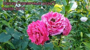 Розы Остина. Самые яркие сорта моего сада