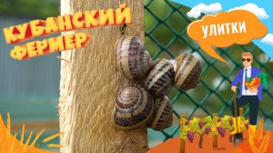 ФЕРМА УЛИТОК. КУБАНСКИЙ ФЕРМЕР