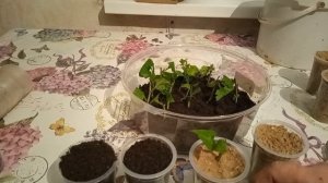 Осеннее черенкование хризантем и роз.