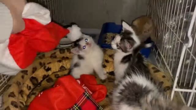 С НОВЫМ ГОДОМ ОТ МИЛЫХ ХВОСТИКОВ // Фонд-передержка для бездомных и больных животных смотреть онлайн