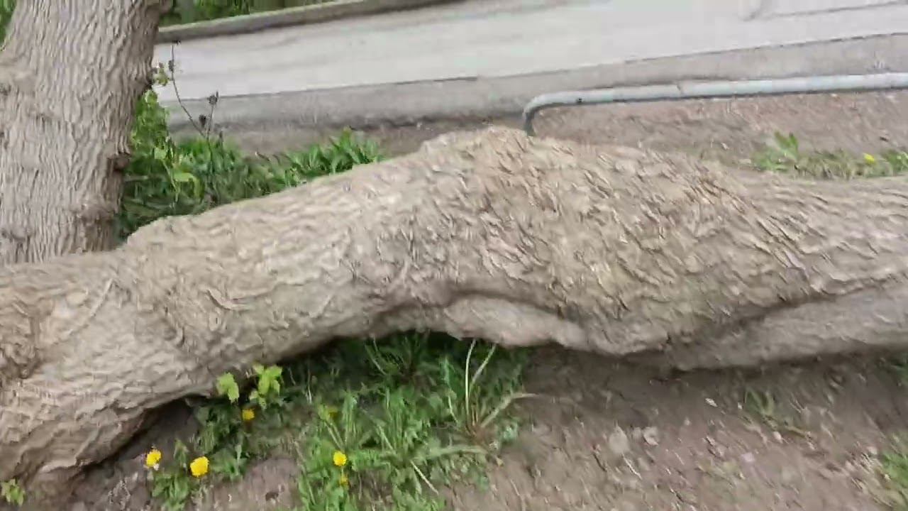 упало дерево смотреть онлайн