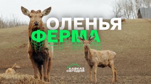 Оленья ферма