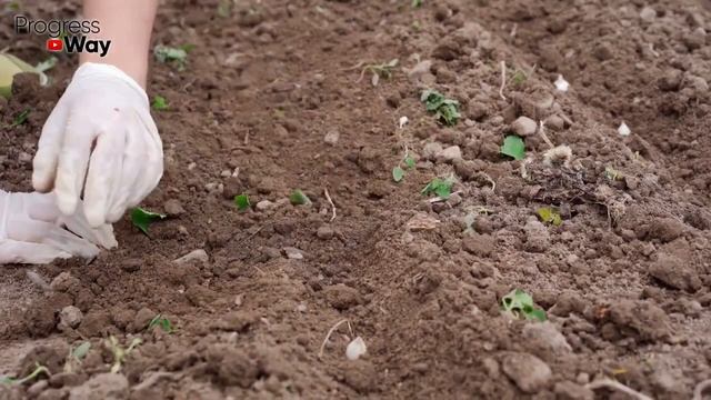 Чеснок, посаженый ЭТИМ способом, ОЧЕНЬ удивит вас урожаем! Чеснок вырастет крупным- осенняя посадка смотреть онлайн