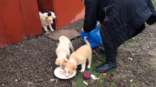 Бездомные щенки просто чудо смотреть онлайн