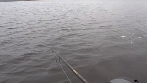 Выход судака на озере Вселуг / Судак клюет осенью /клев судака / Озеро Вселуг нв верхней Волге