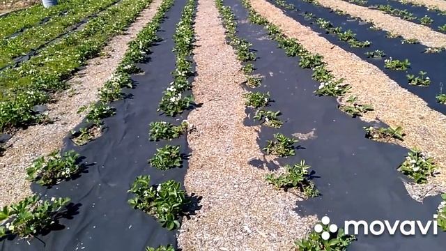 Земляника садовая,,Бердский рубин,, смотреть онлайн