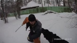 Испанский мастиф охрана