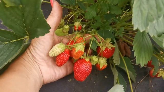 Земляника Машенька. Урожайная и беспроблемная, просто для дома!!! смотреть онлайн