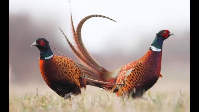 АУДИОКНИГА ПРО ФАЗАНА. смотреть онлайн