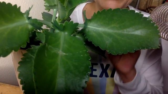 Kalanchoe Laetivirens combinado con Quimo estudio echo en Tailandia | kalanchoe Monarch смотреть онлайн